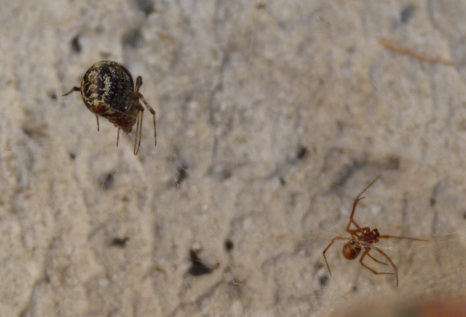 Parasteatoda sp.